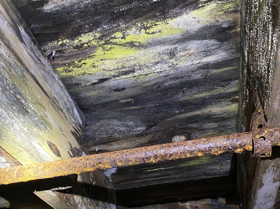 Crawl Space Mold and Mildew Removal